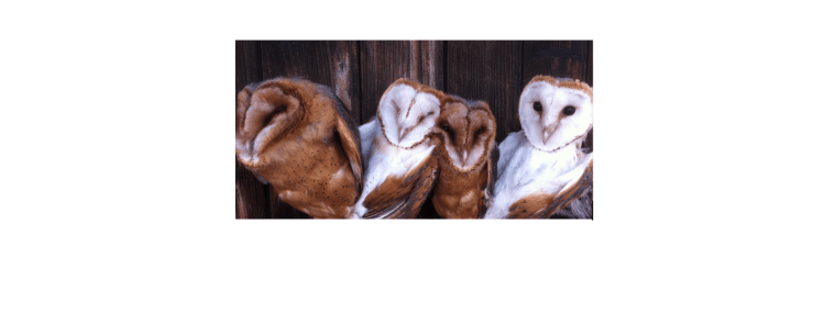 La vie des&nbsp;chouettes